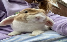 Mini Lop rabbits for sale: Sweet Mini Lop Male 2.5yrs old - Image 3