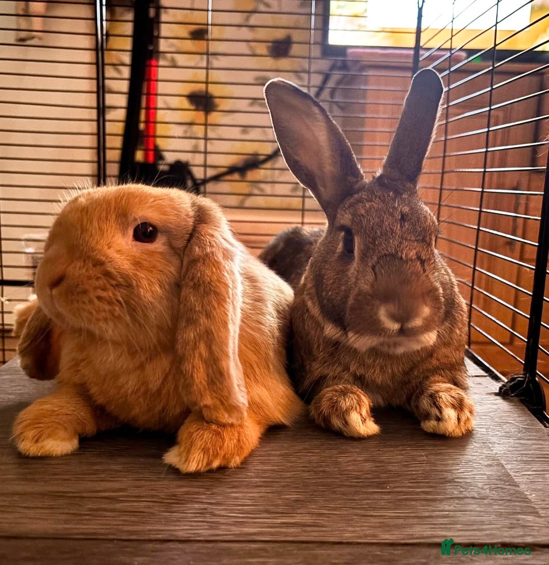 Mixed Breed rabbits for sale: 2 bonded male rabbits - Advert 1