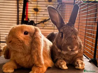 Mixed Breed rabbits 2 bonded male rabbits - Advert 12