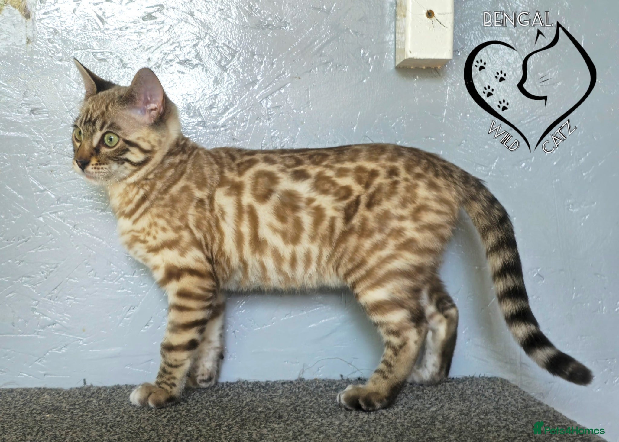 Bengal cats for sale: 4 beautiful bengal boys ready to leave now - Advert 17