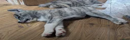 Japanese Akita Inu dogs for sale: Akita puppies pedigree for forever loving homes - Advert 13
