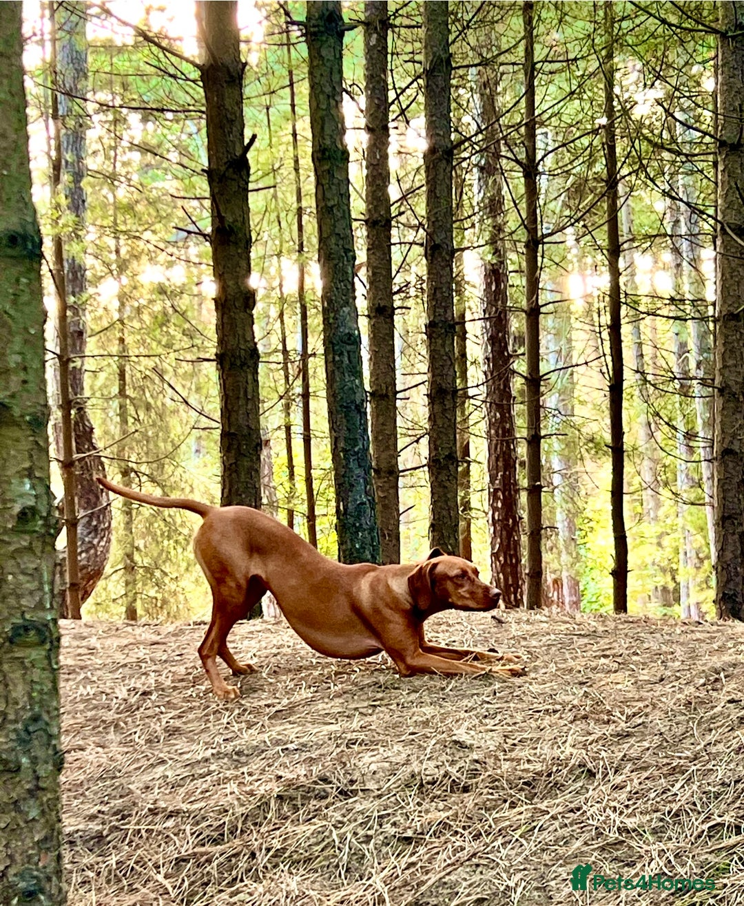 Hungarian Vizsla dogs for sale: Hungarian Vizsla Puppies - Advert 4