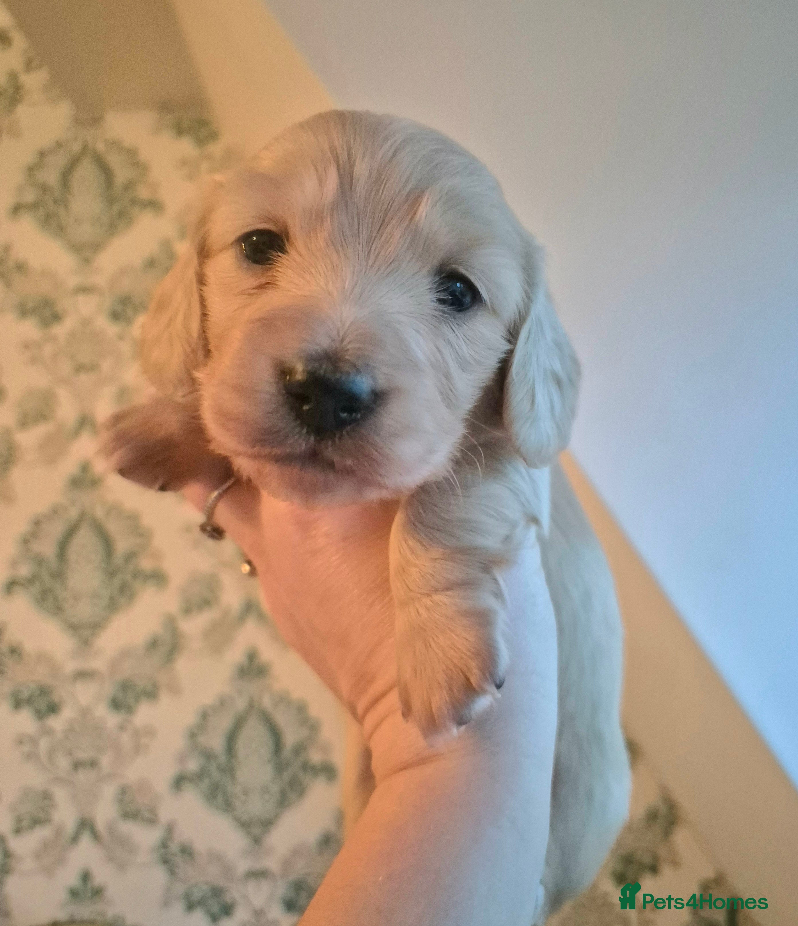 Miniature Dachshund dogs Long Haired Miniature Dachshund Pups - Advert 3