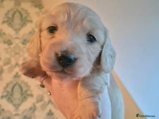 Miniature Dachshund dogs Long Haired Miniature Dachshund Pups - Advert 1