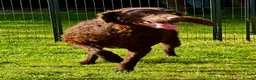 Curly Coated Retriever dogs for adoption: AFRO – Male Curly Coated Retriever - Advert 6