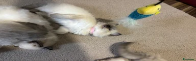 Ragdoll 5