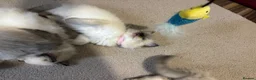 Ragdoll cats for sale: Pure Ragdoll kittens - Advert 6