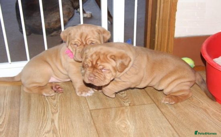 Dogue De Bordeaux dogs - Advert 2