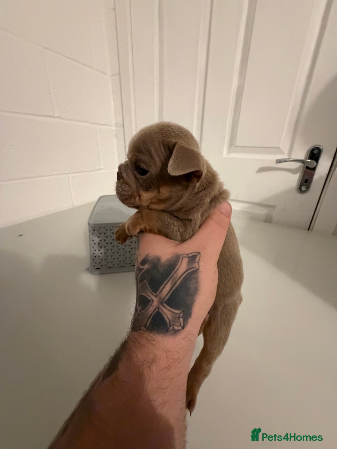 English Bulldog dogs for sale: A LITTER NOT TO BE MISSED 🔥 - Advert 15