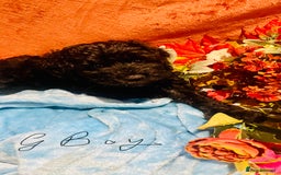 Mixed Breed dogs for sale: Gorgeous cockapoos  - Image 13