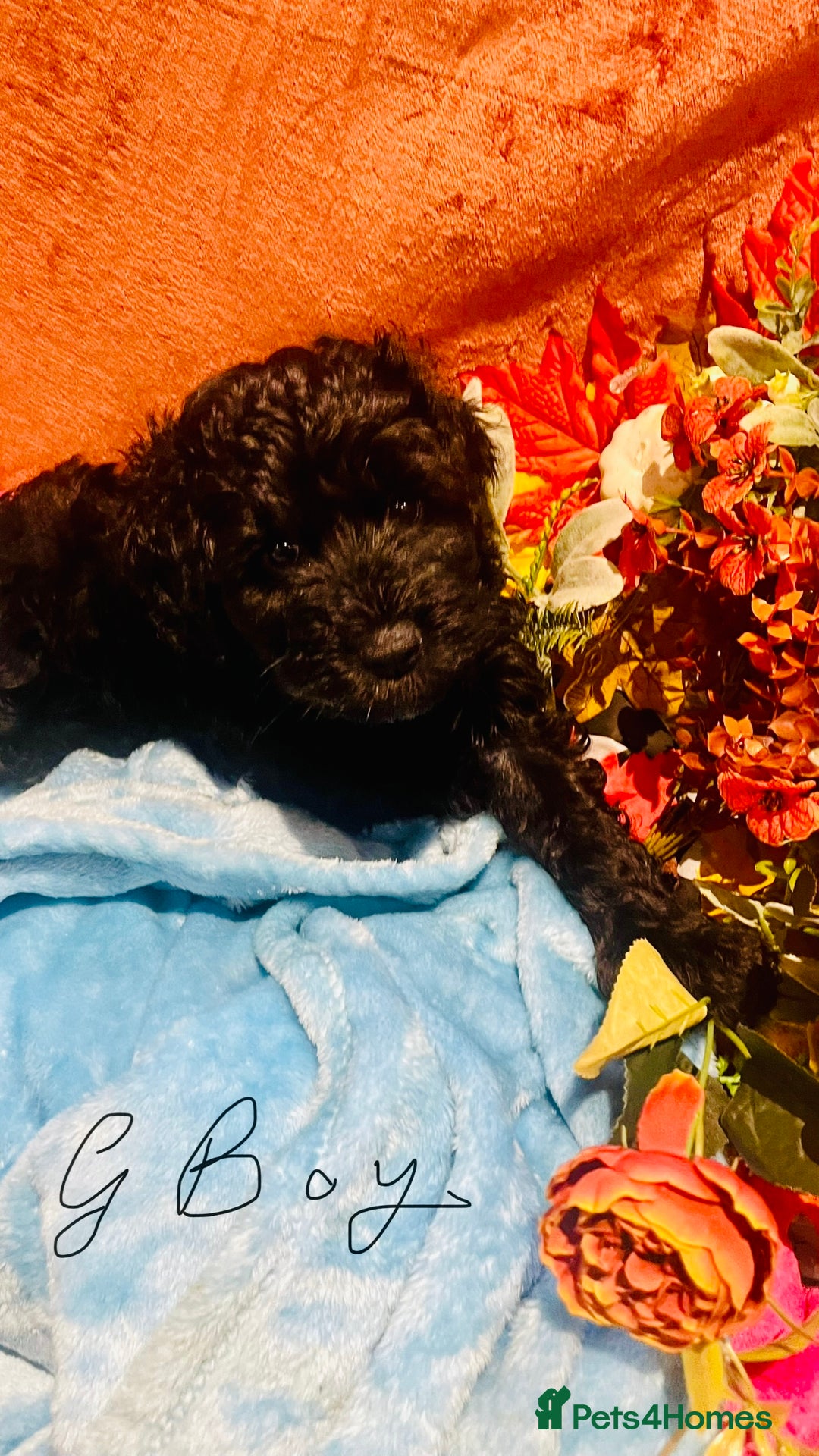 Mixed Breed dogs for sale: Gorgeous cockapoos  - Image 13