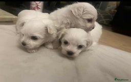 Maltese dogs for sale: 3 Maltese puppy’s  - Image 3