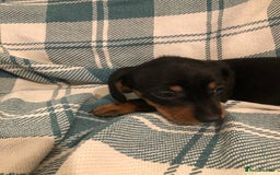 Dachshund dogs for sale: Miniature smooth haired Daschunds  - Advert 4