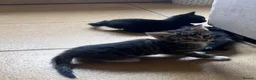 Mixed Breed cats for sale: Adorable kittens looking for their forever homes - Advert 5