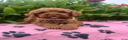 Cavapoochon dogs for sale: Cavapoochon puppies  - Advert 17