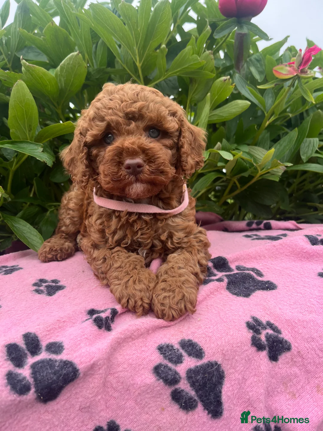 Cavapoochon dogs for sale: Cavapoochon puppies  - Advert 17