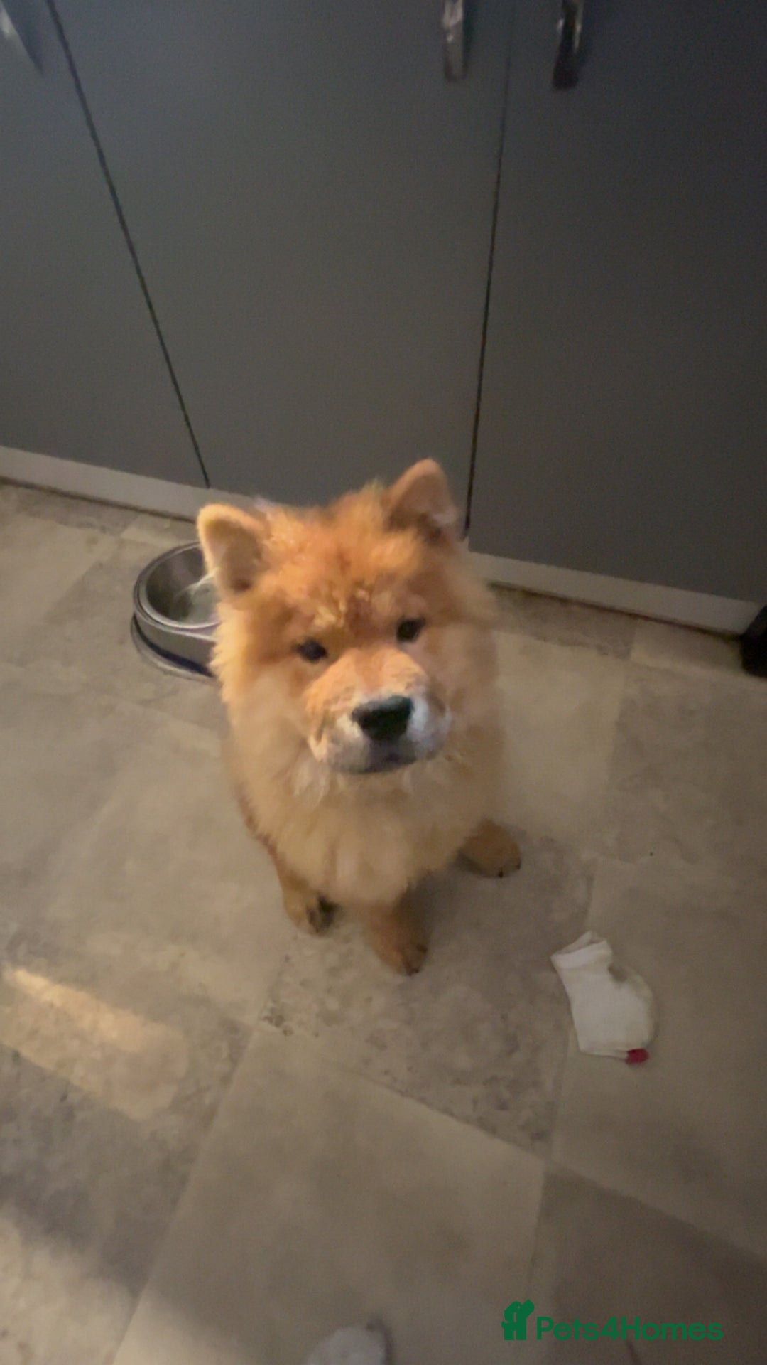 Chow Chow dogs for sale: 5 month chow chow puppy Koba  - Advert 1