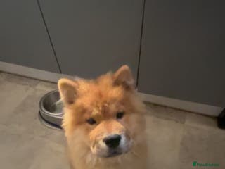 Chow Chow dogs 5 month chow chow puppy Koba - Advert 13