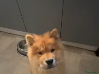 Chow Chow dogs 5 month chow chow puppy Koba - Advert 16