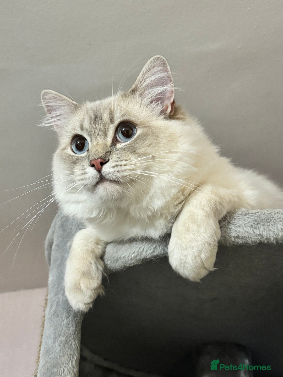Ragdoll cats for stud: Lilac tabby colourpoint for stud - Advert 5
