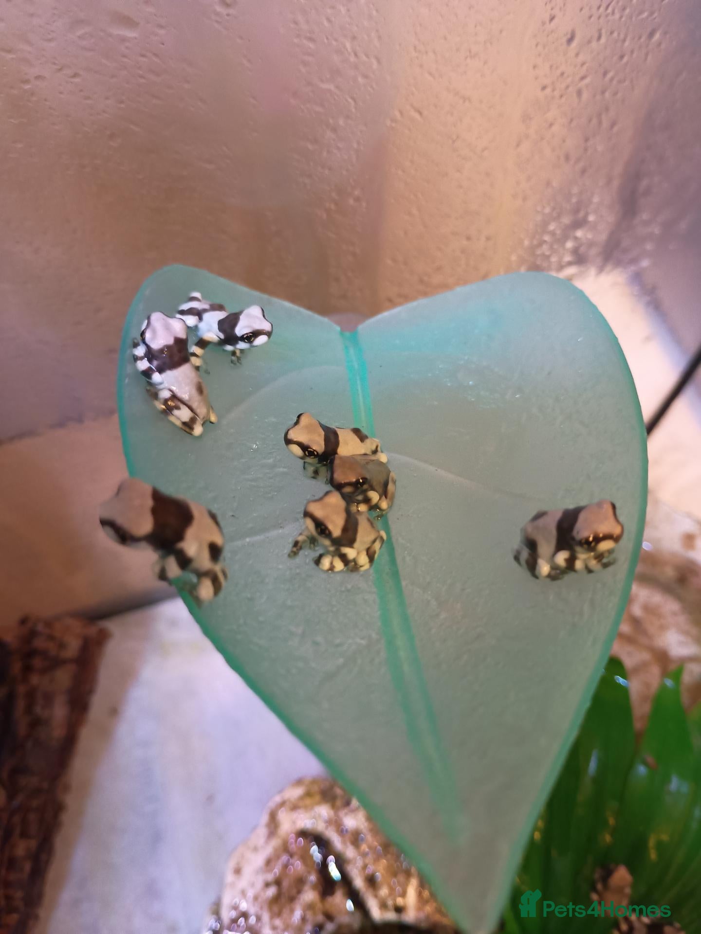 Frog reptiles Amazon milk frogs - Advert 4