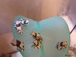 Frog reptiles Amazon milk frogs - Advert 3