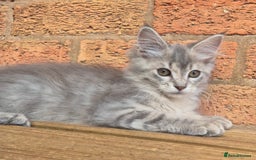 Maine Coon cats for sale: Beautiful Maine Coon kittens - Image 16