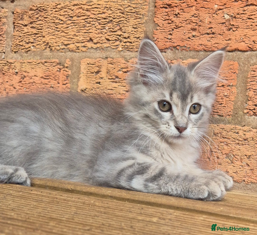 Maine Coon cats for sale: Beautiful Maine Coon kittens - Image 16