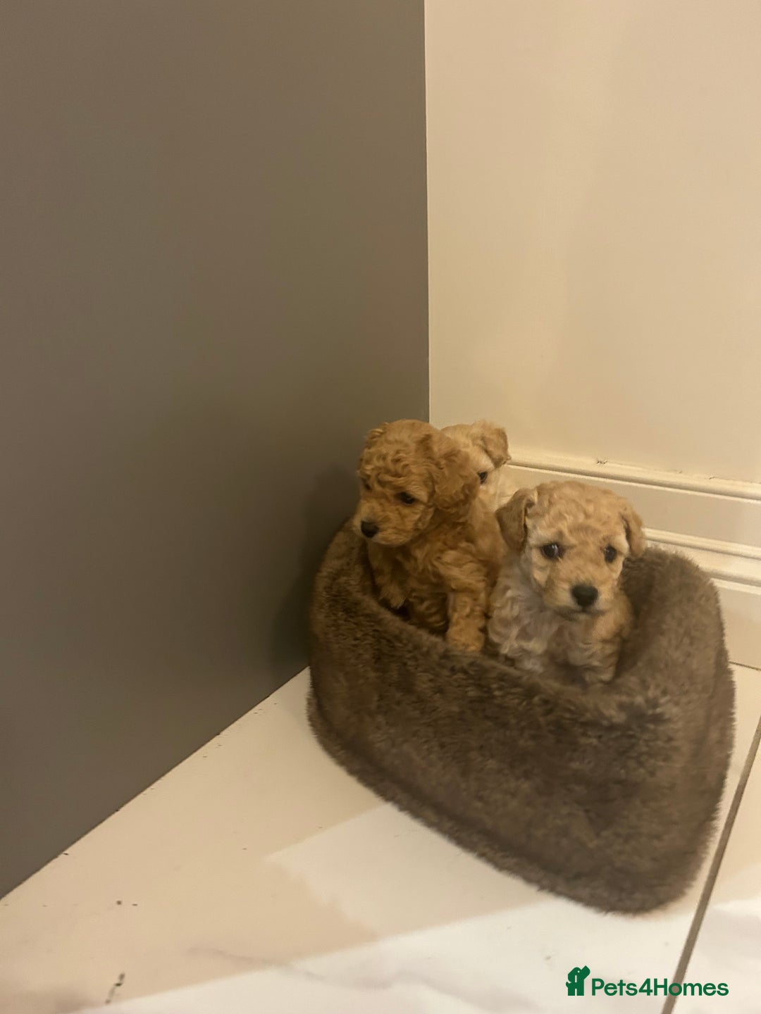 Toy Poodle dogs for sale: Stunning KC Registered Toy Poodle Pups  in Belfast - Advert 1