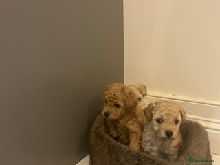 Toy Poodle dogs Stunning KC Registered Toy Poodle Pups in Belfast - Advert 1
