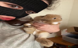 Mixed Breed rabbits for sale: Rabbit boys for sale  - Image 6