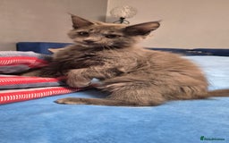 Maine Coon cats for sale: Maine Coon Glasgow AVAILABLE  - Image 38