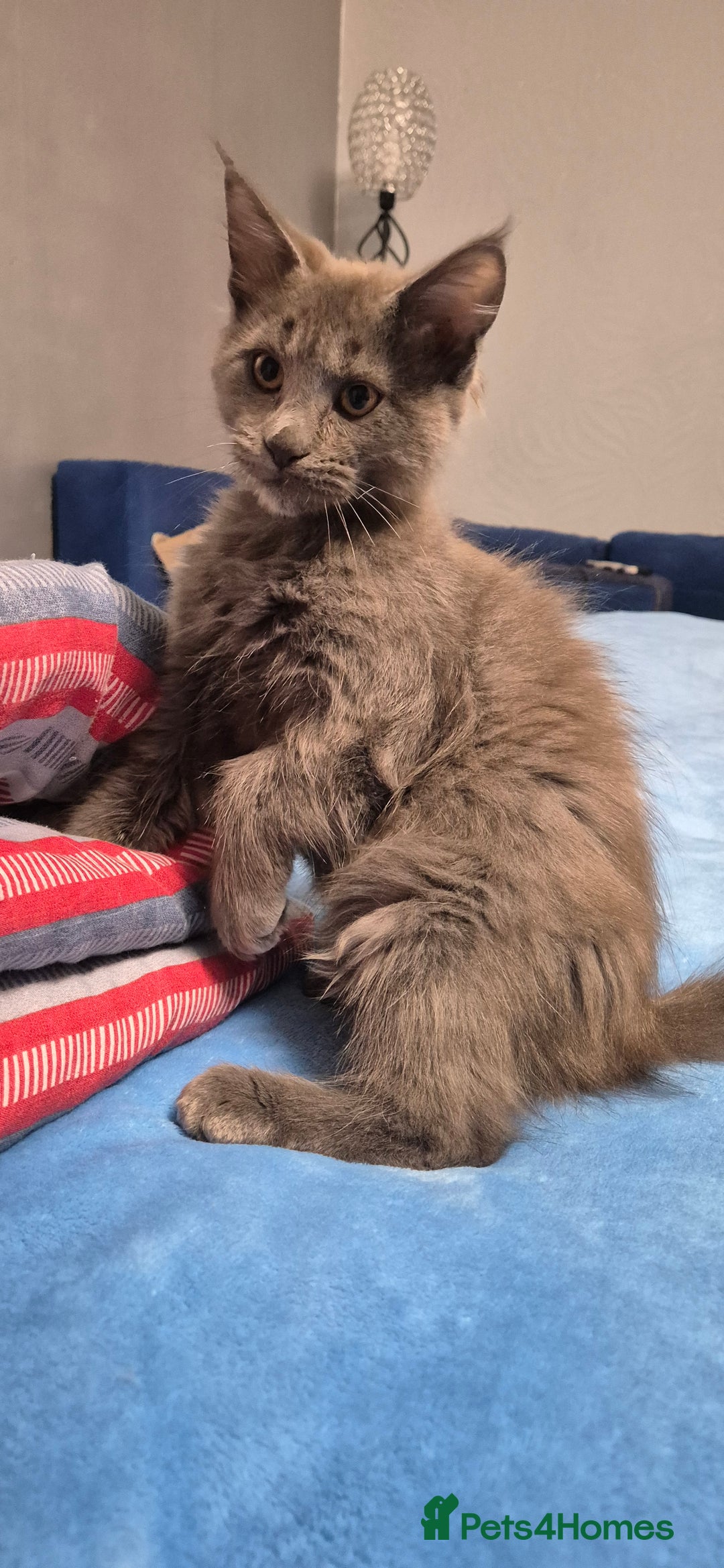 Maine Coon cats for sale: Maine Coon Glasgow AVAILABLE  - Image 38