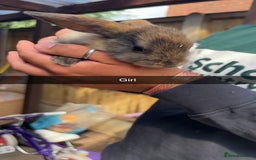 Rex rabbits for sale: Rex cross Mini Lop  - Image 13