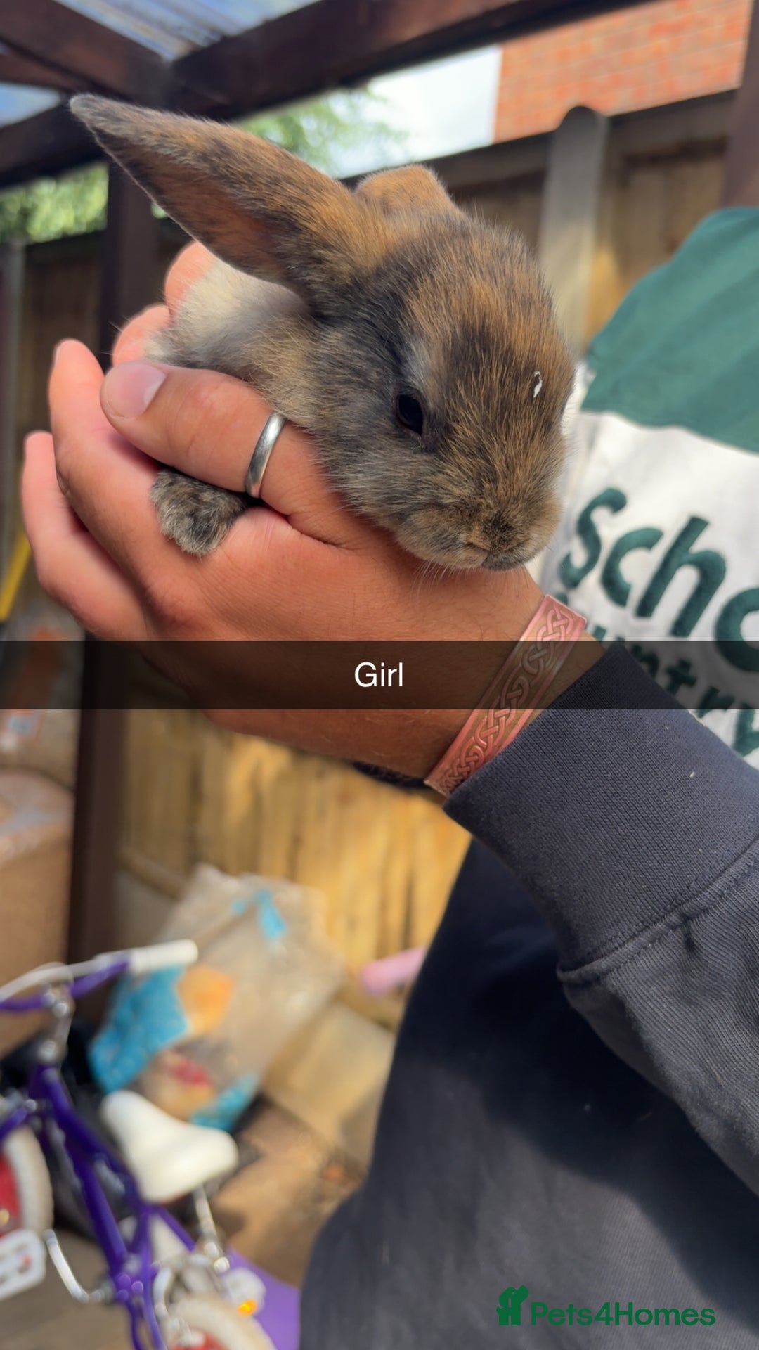 Rex rabbits for sale: Rex cross Mini Lop  - Image 13