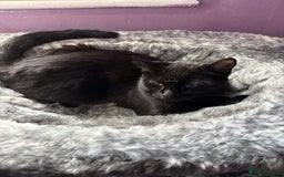 Bombay cats for sale: Cat for sale - Image 1
