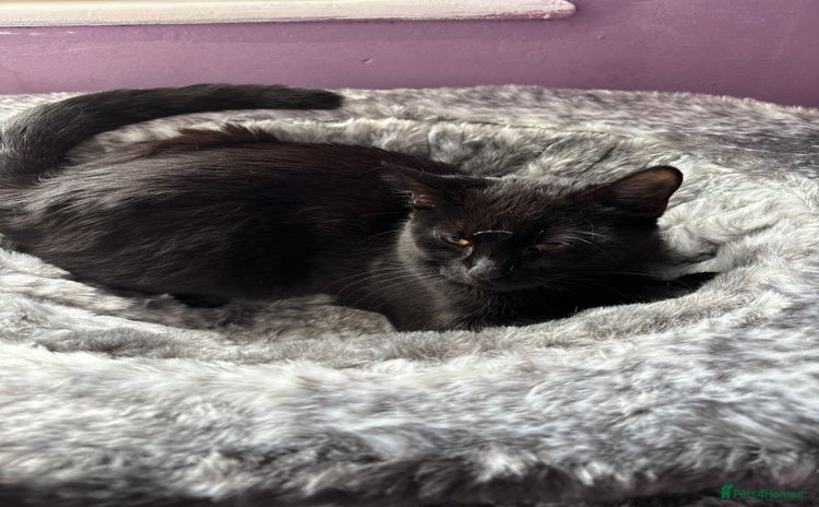 Bombay cats - Advert 3