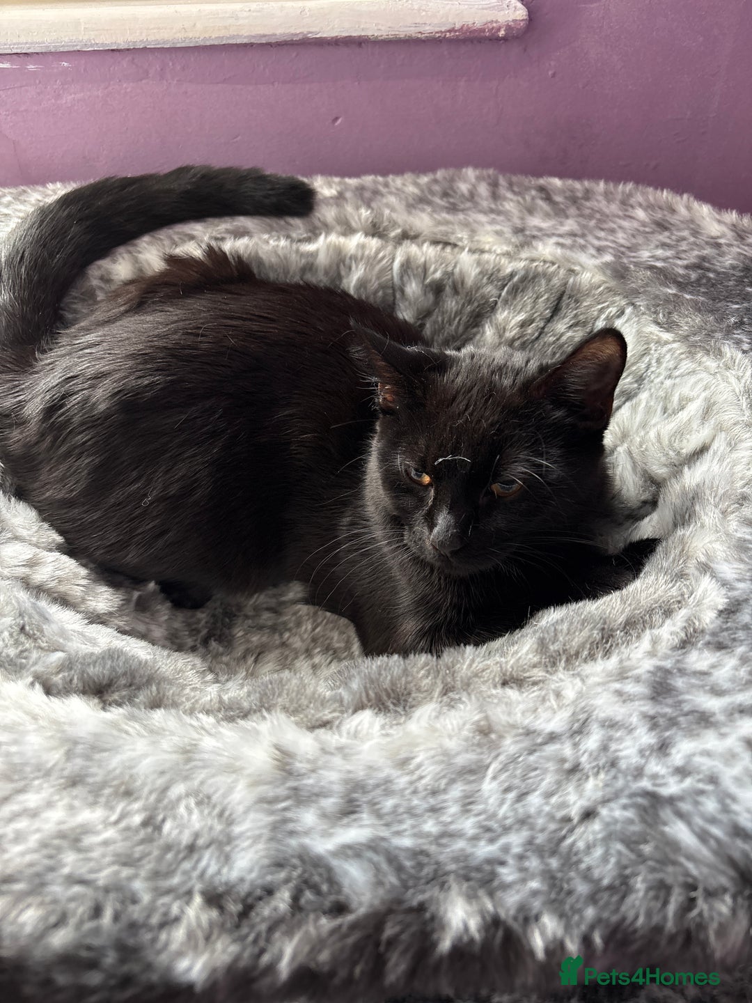 Bombay cats for sale: Cat for sale - Image 1