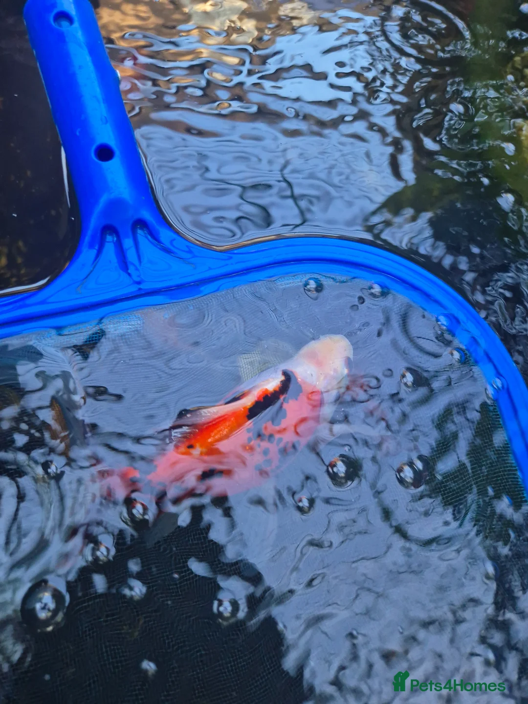 Fancy Goldfish fish for sale: Shubunkin pond fish  in Corby - Advert 2