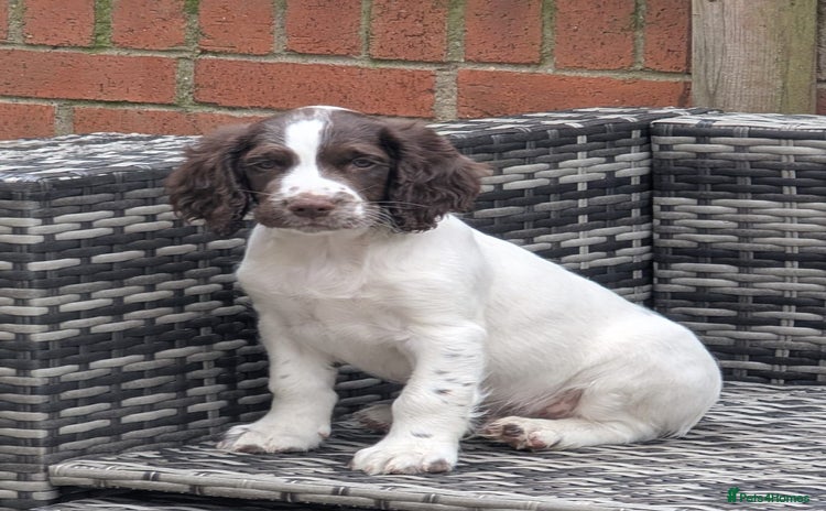 English Springer Spaniel dogs - Advert 17