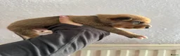 Mixed Breed dogs for sale: Puppies for sale  in Pontypridd - Advert 6
