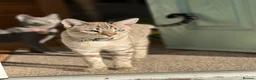 Bengal cats for sale: LaRusso–Stunning Young Snow Bengal w/ Blue Eyes - Advert 1