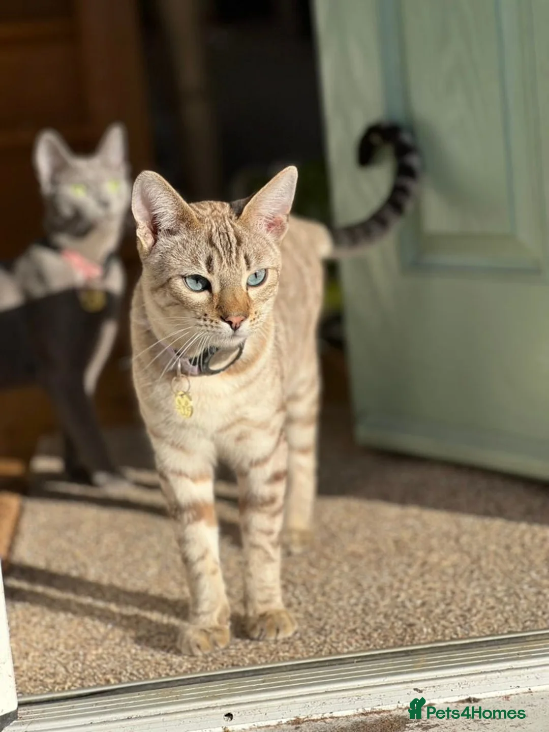 Bengal cats for sale: LaRusso–Stunning Young Snow Bengal w/ Blue Eyes - Advert 1