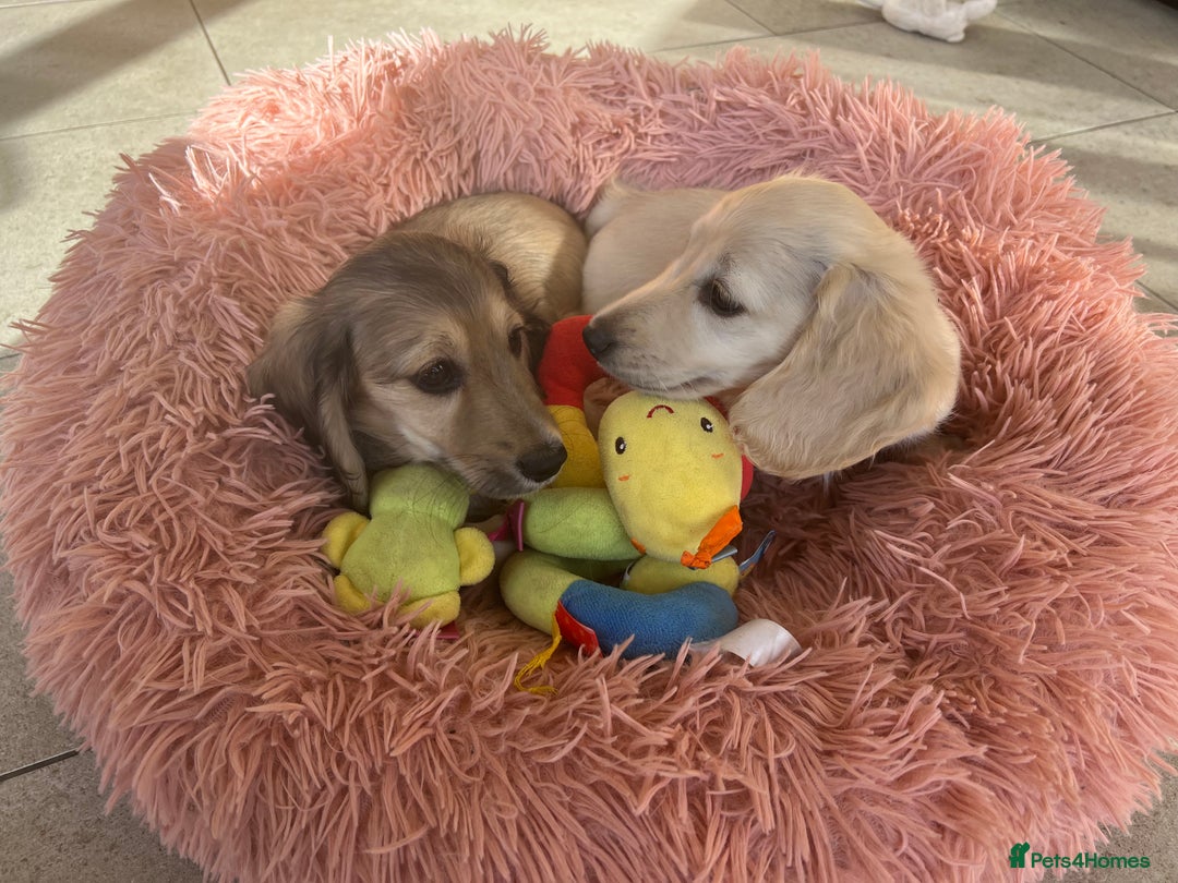 Miniature Dachshund dogs for sale: **KC REG Miniature long haired dachshund puppies** - Image 5