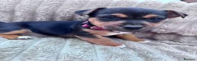 Jack Russell 3