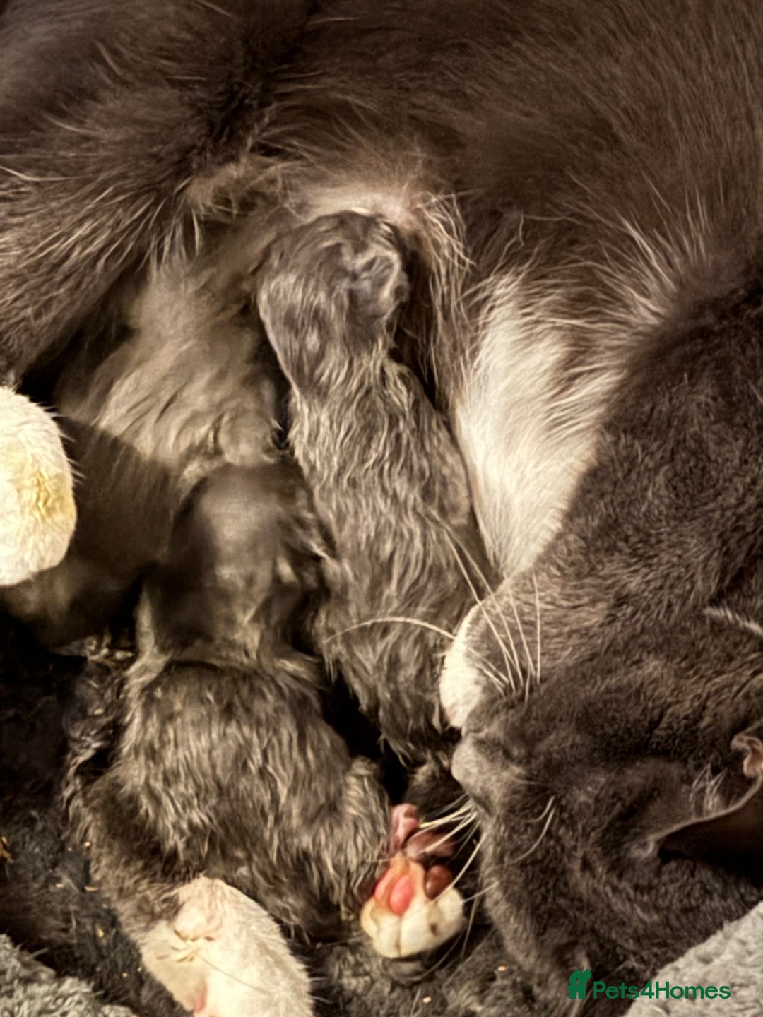 British Shorthair cats for sale: Two beautiful bi colour girls ready for new homes  - Advert 21