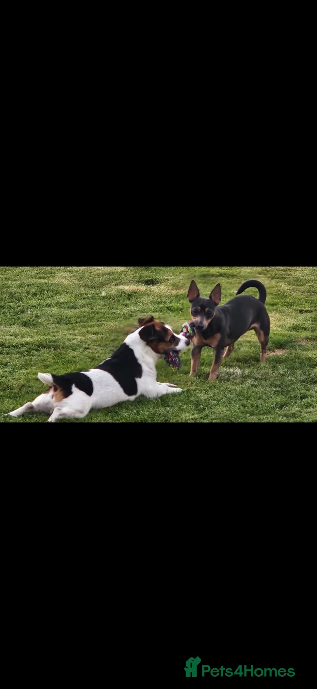 Jack Russell dogs for sale: Gorgeous Chunky Jack Russell Pups for sale - Advert 17