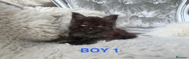 Maine Coon Kitten 4
