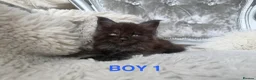 Maine Coon cats for sale: Only 2 left. SHOW QUALITY MAINE COON KITTENS  - Advert 32
