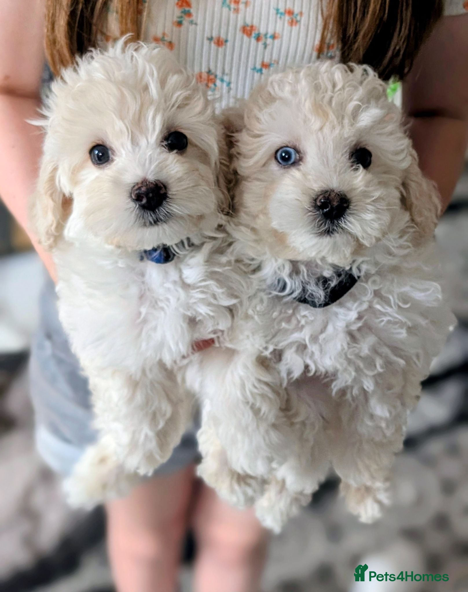 Maltipoo dogs *ready to leave*Genetically health tested maltipoo - Advert 17